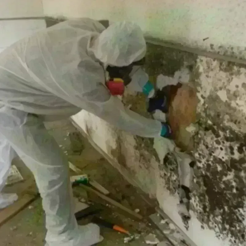 Mold Remediation and Removal in Baltimore County, MD